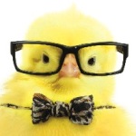 Spring Chickens